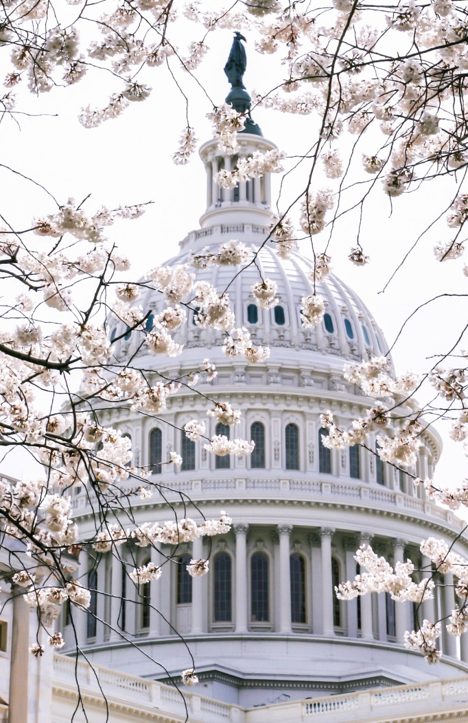 Cherry blossoms in Washington DC in spring