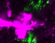 Functional interrogation of neuronal connections by chemoptogenetic presynaptic ablation.